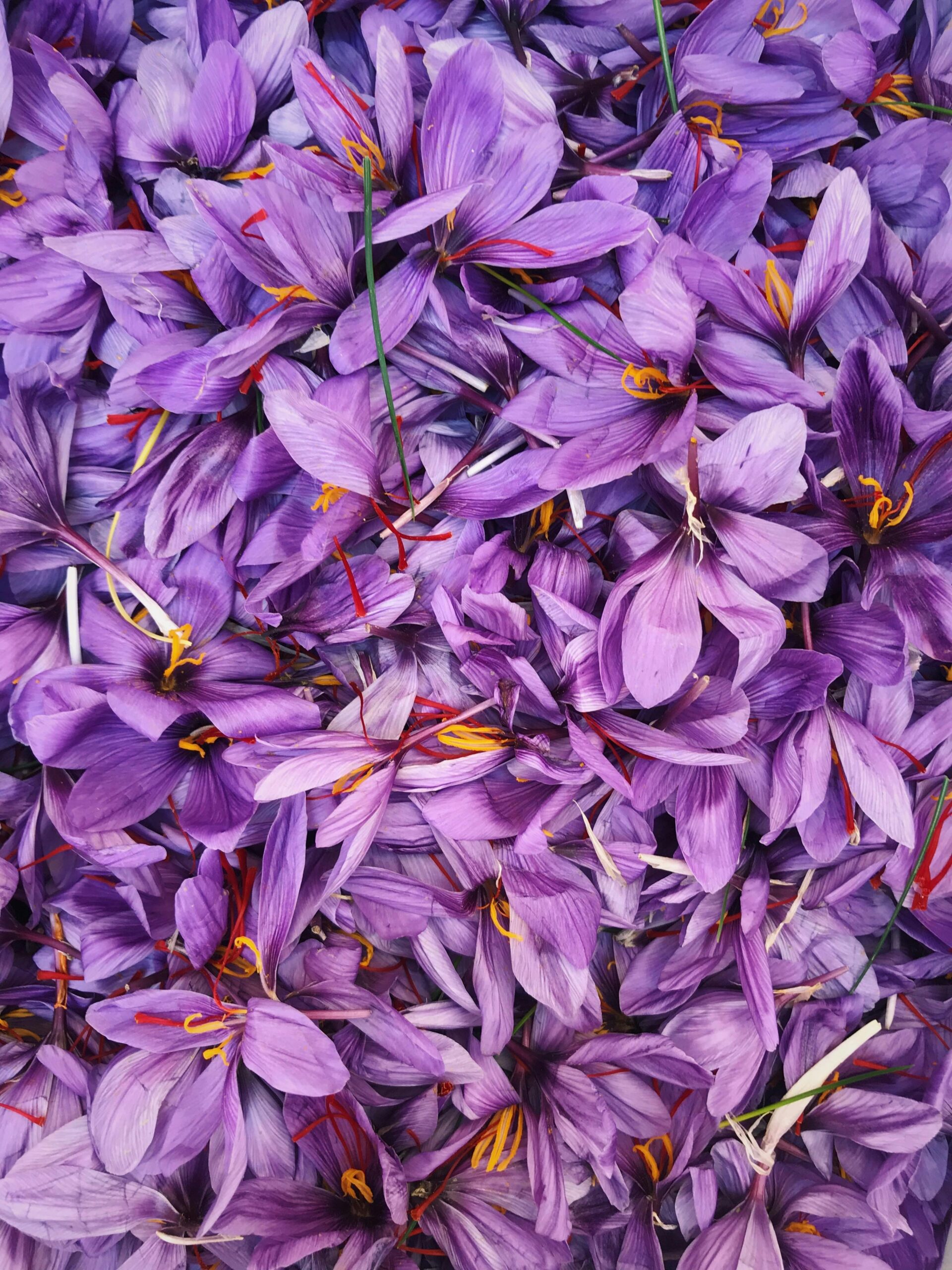 Bulk Wholesale Saffron
