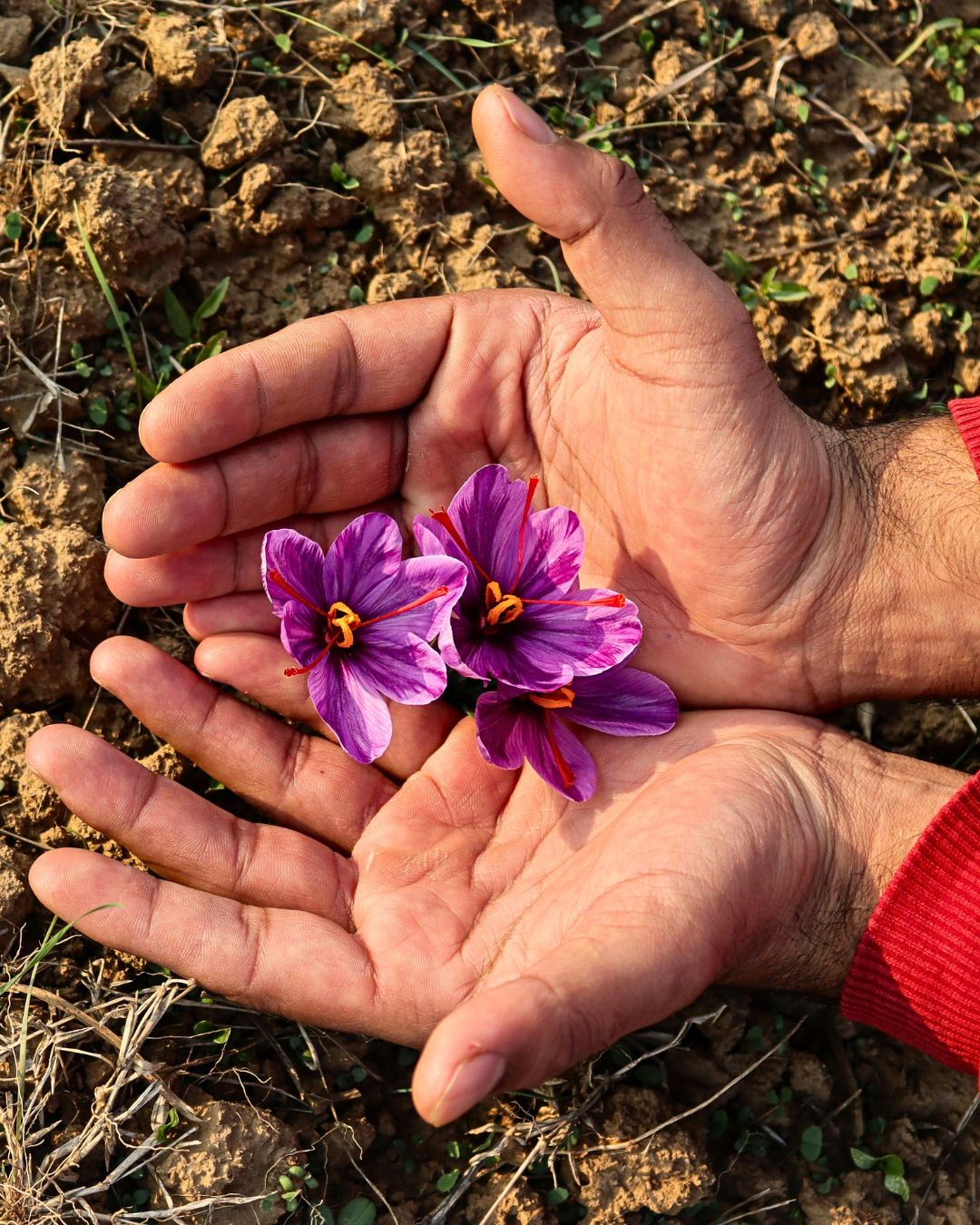 Macro shot of Saffron